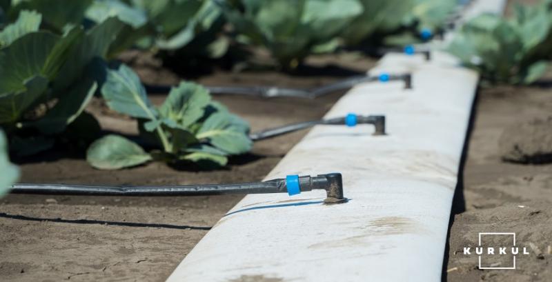 Для овочевих культур ефективнішим є крапельне зрошення — фахівці