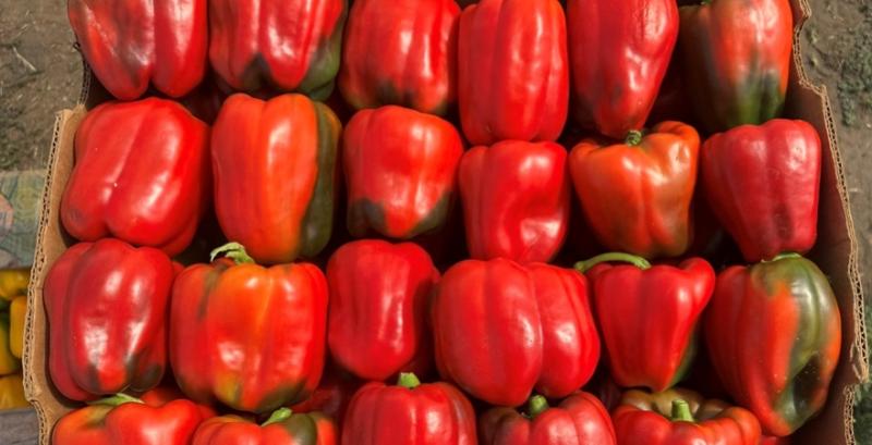 Агроном назвала найприбутковішу культуру для тепличного бізнесу