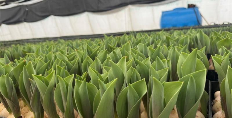 Багатопрофільне господарство з Дніпровщини планує розвивати квітникарство Багатопрофільне господарство з Дніпровщини планує розвивати квітникарство