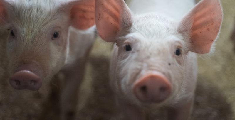 Підприємство Субекон розширило потужності для дорощування поросят