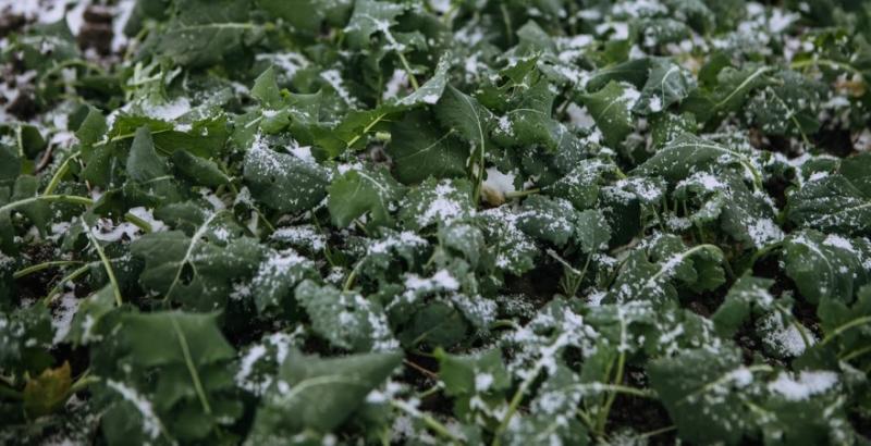 Частина площ озимого ріпаку може випасти через несприятливі погодні умови