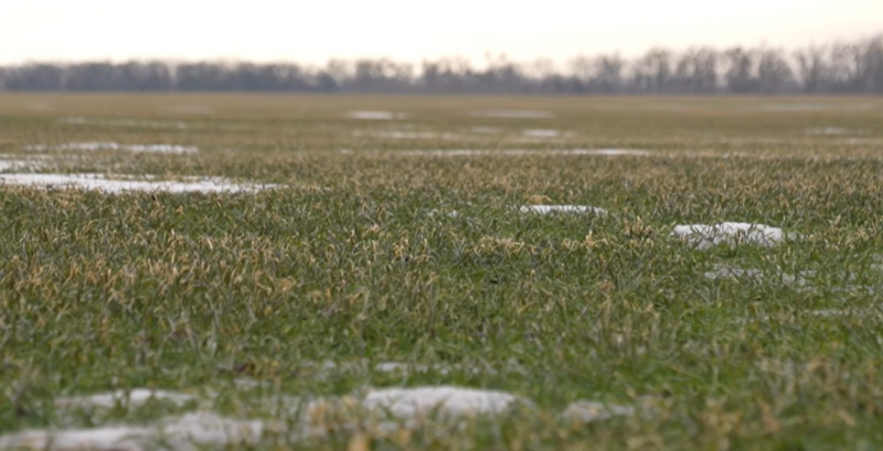 Фермери Черкащини не можуть розпочати підживлення озимих через підтоплення полів
