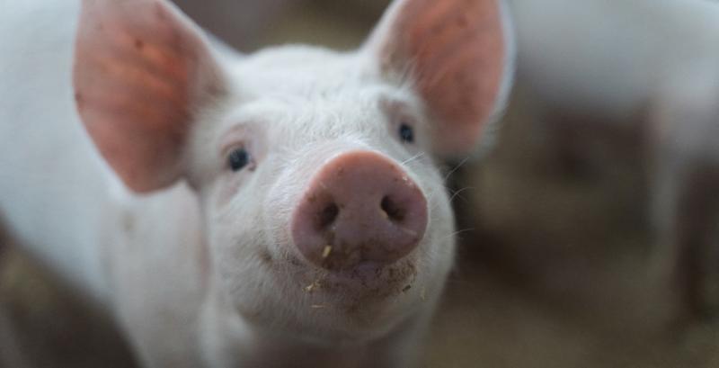 Живець свиней дорожчає — АСУ