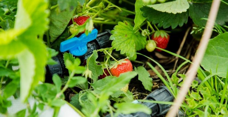 Суниця є найшвидшою за окупністю ягідною культурою — експерт Суниця є найшвидшою за окупністю ягідною культурою — експерт