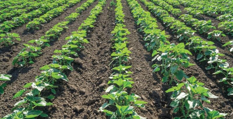 Як захистити соняшник і кукурудзу від бур’янів на старті — поради фахівця