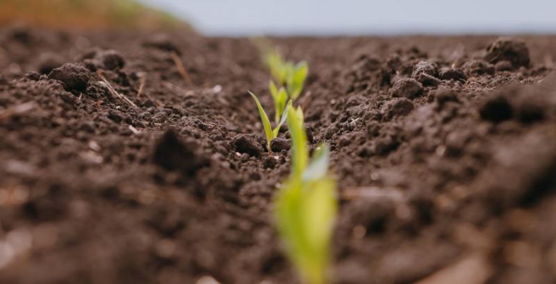 Аграрії зменшують площі під соєю на користь кукурудзи Аграрії зменшують площі під соєю на користь кукурудзи