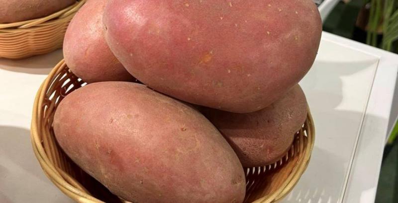 Картопля Анна Роза