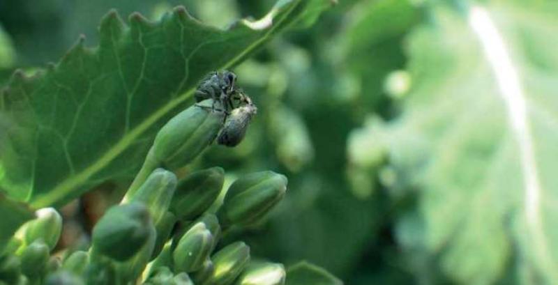 Ріпаковий прихованохоботник