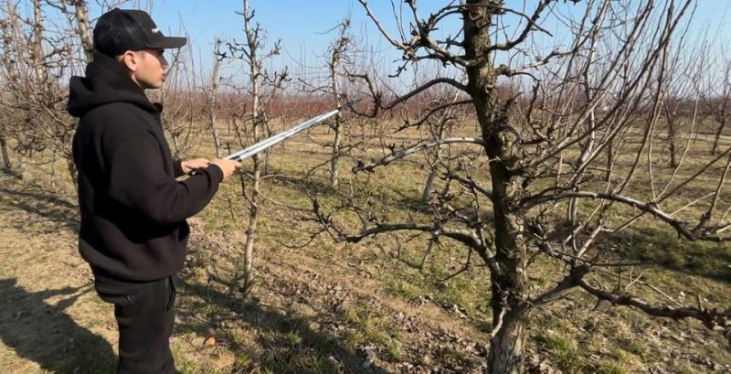 Як правильно обрізати плодові дерева навесні — поради фермера