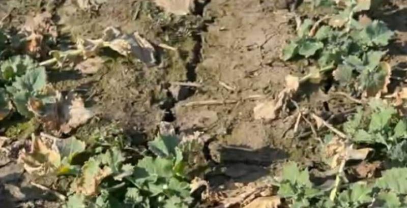 На полях Миколаївщини утворилась засолена кірка — фермерка На полях Миколаївщини утворилась засолена кірка — фермерка