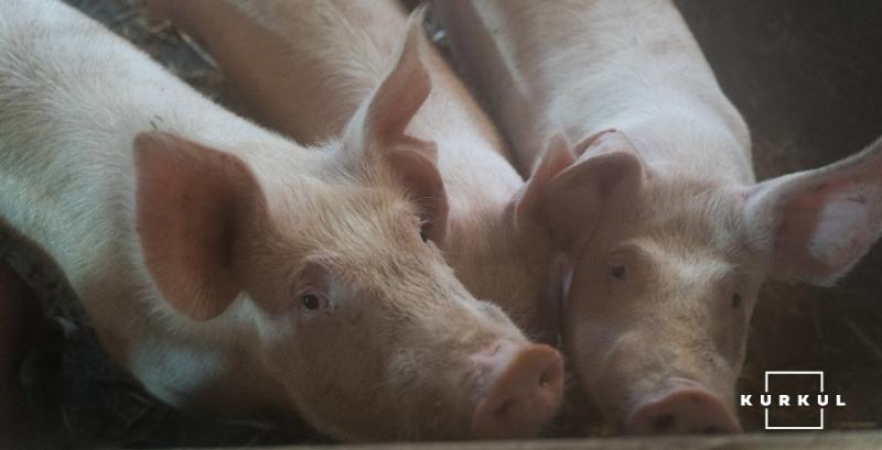 Ціни на живих свиней будуть на стабільно високому рівні — прогноз