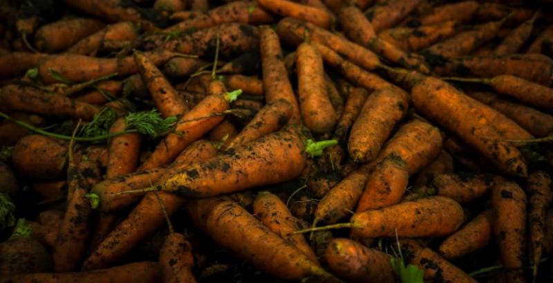 Морква продовжує дешевшати: ціни вже на 72% нижчі за торішні Морква продовжує дешевшати: ціни вже на 72% нижчі за торішні