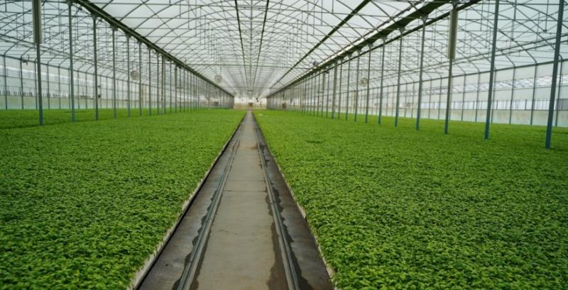 В Україні змінили умови грантів на теплиці