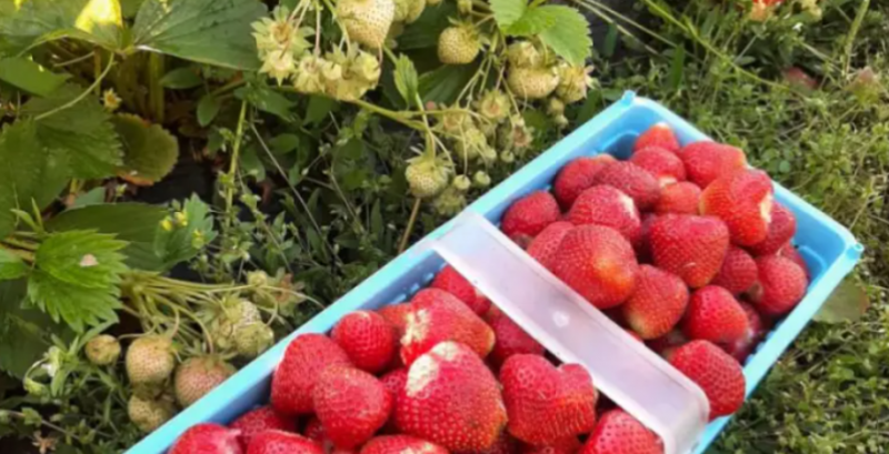 Підприємство з Тернопільщини надає фермерам саджанці суниці та викуповує врожай Підприємство з Тернопільщини надає фермерам саджанці суниці та викуповує врожай