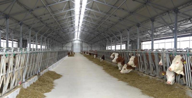 Молочна ферма ПП «Галекс Агро»
