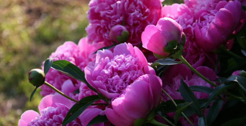 Рентабельність бізнесу на півоніях може сягати до 300% Рентабельність бізнесу на півоніях може сягати до 300%