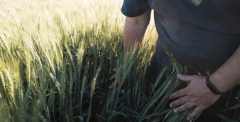 139 фермерів отримають кошти на продовження діяльності та диверсифікацію