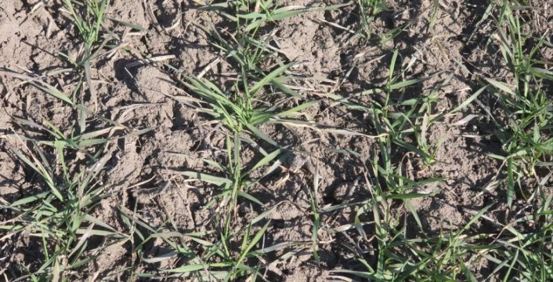 Господарство з Миколаївщини коригує сівозміну через погодні ризики