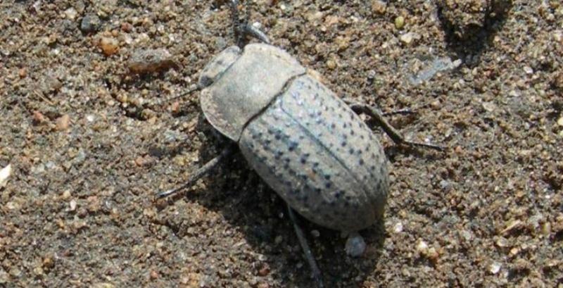 Піщаний мідляк