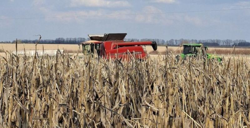 Аграрії продовжують збирати торішню кукурудзу Аграрії продовжують збирати торішню кукурудзу