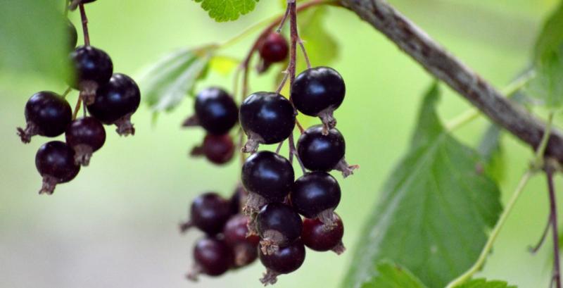 Чорна смородина