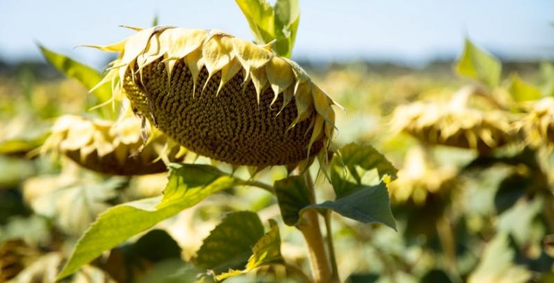 Біопрепарати підвищують урожайність соняшнику до 0,5 т/га — результати дослідження