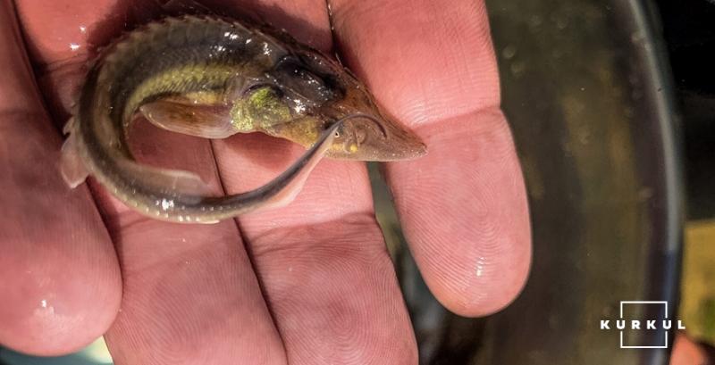 Промислове вирощування аквакультури в Україні під загрозою 