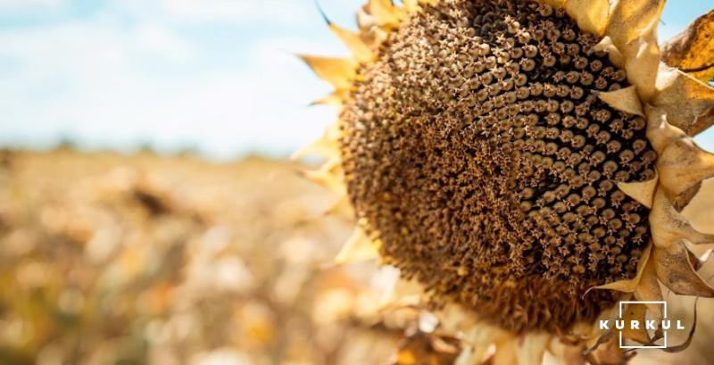 Аналітики прогнозують відхилення ринку соняшника від звичної сезонної моделі