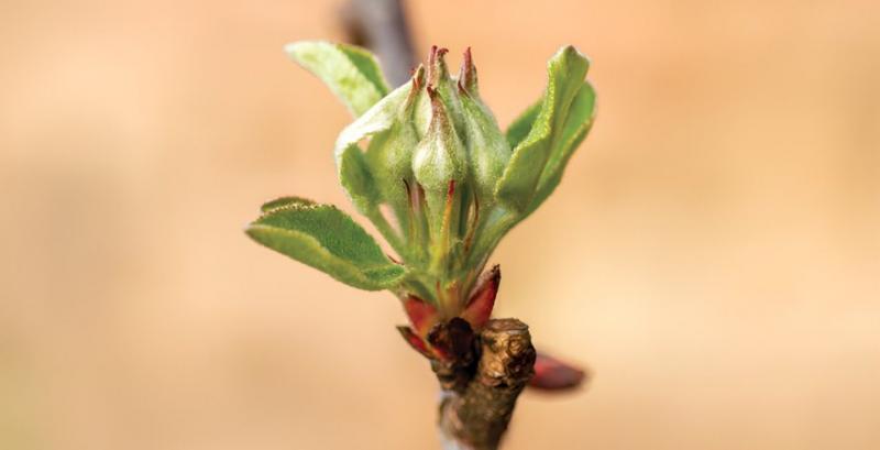 Весняний захист плодово-ягідних культур — поради фахівців