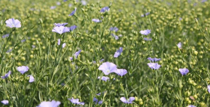 Нішеві культури допомагають диверсифікувати ризики та підвищити прибутковість — думка