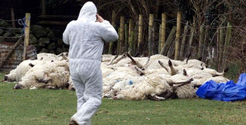 В Китаї фіксують спалахи ящура у рогатої худоби