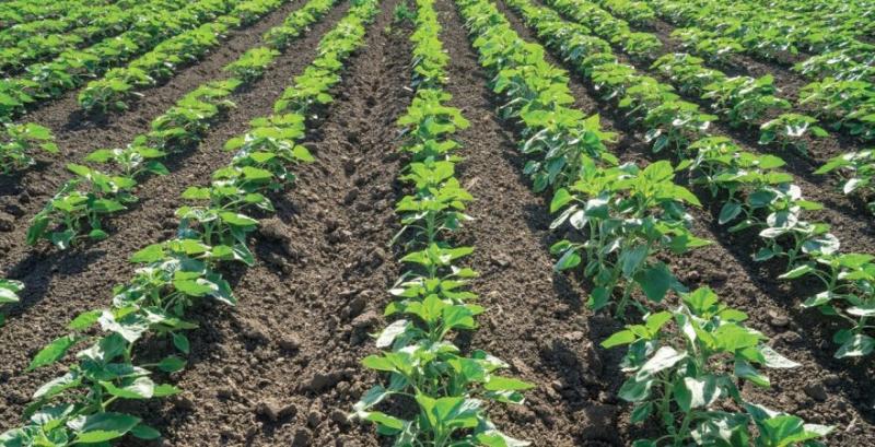 Аграріям радять посилити контроль бур’янів на ранніх етапах розвитку соняшника, кукурудзи та сої Аграріям радять посилити контроль бур’янів на ранніх етапах розвитку соняшника, кукурудзи та сої