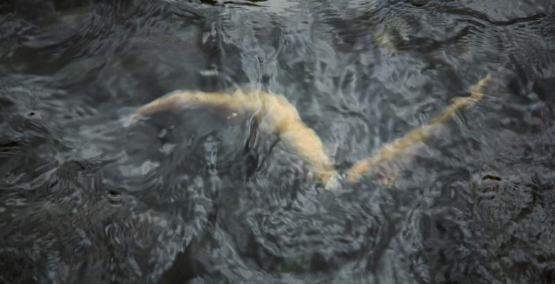 Держпідтримку аквакультури розширили на всю Україну