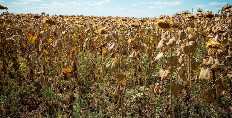 Ціна на соняшник зросла до $718/т