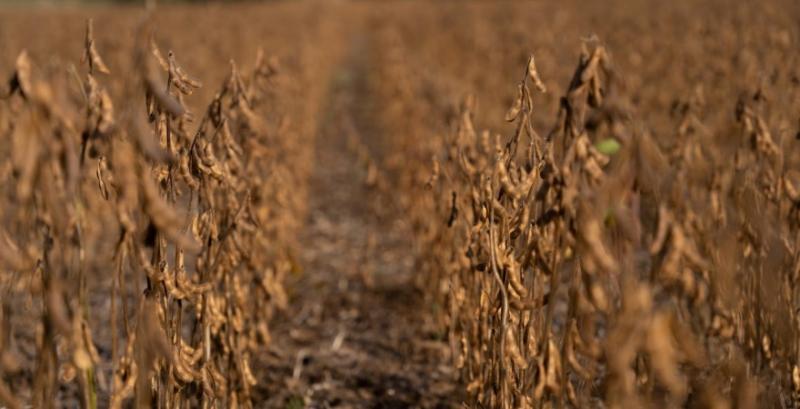 Соєвий ринок демонструє зміщення попиту в бік внутрішньої переробки — брокери Соєвий ринок демонструє зміщення попиту в бік внутрішньої переробки — брокери