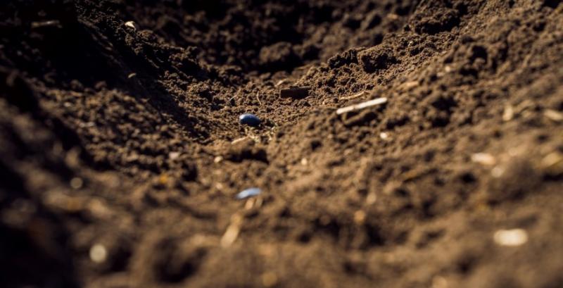 Насіння соняшника