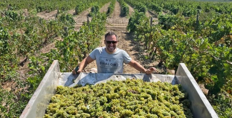 Виноградники My Wine