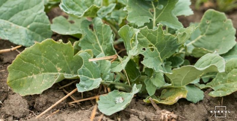 Морозна зима знизила ентомологічне навантаження, але частково знищила озимину — LNZ Group