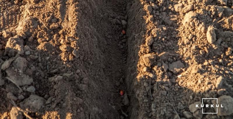 Американські аграрії почали сіяти кукурудзу Американські аграрії почали сіяти кукурудзу