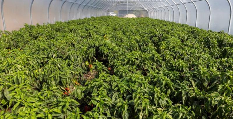 Фермер відновлює овочівництво на Дніпровщині після втрати господарства на Донеччині Фермер відновлює овочівництво на Дніпровщині після втрати господарства на Донеччині