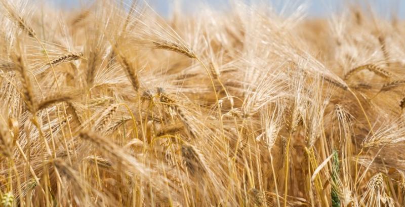 Минулого сезону жито було найприбутковішою культурою — фермер з Миколаївщини Минулого сезону жито було найприбутковішою культурою — фермер з Миколаївщини