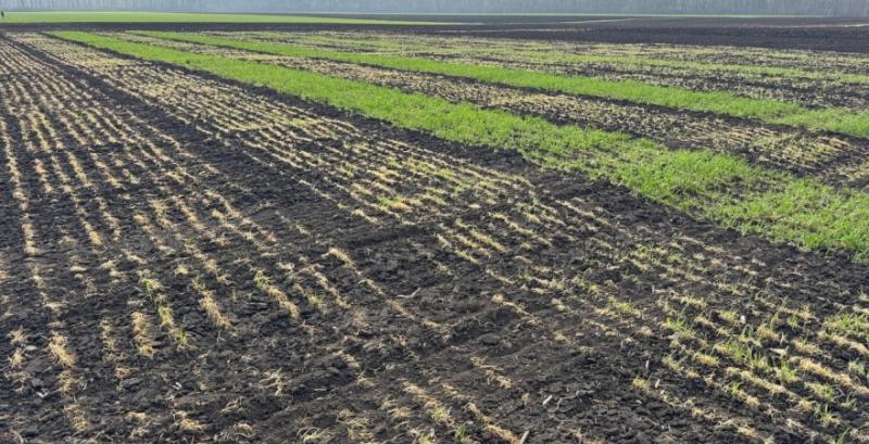На Кіровоградщині загинуло понад 20% озимих культур На Кіровоградщині загинуло понад 20% озимих культур