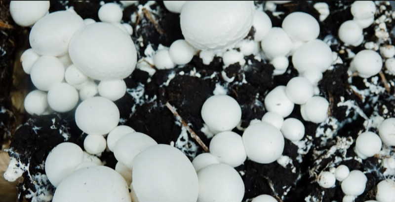 Ринок субстрату для грибів звузився до двох компаній — фермери шукають вихід Ринок субстрату для грибів звузився до двох компаній — фермери шукають вихід