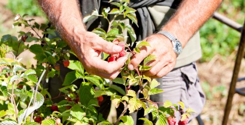 Агрегатори в овочівництві та ягідництві можуть отримати гранти від ФАО Агрегатори в овочівництві та ягідництві можуть отримати гранти від ФАО