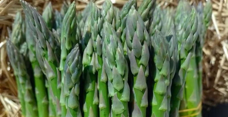 Сезон спаржі 2026 стартував