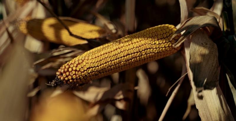 У Чорнобильській зоні понад 5 років незаконно вирощували пшеницю та кукурудзу У Чорнобильській зоні понад 5 років незаконно вирощували пшеницю та кукурудзу