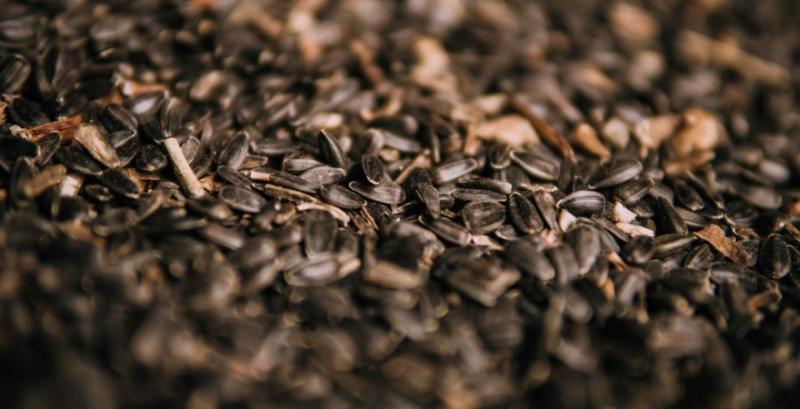 Ціни на соняшник відновили зростання — аналітики Ціни на соняшник відновили зростання — аналітики