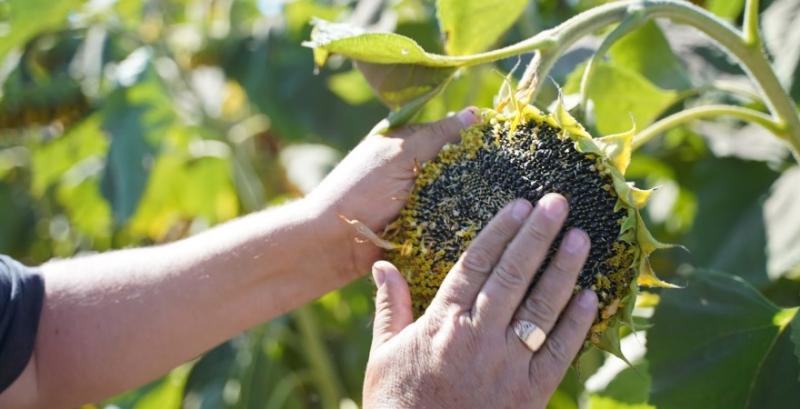 Хвороби соняшнику можуть знищити до 50% врожаю — як захистити посіви 