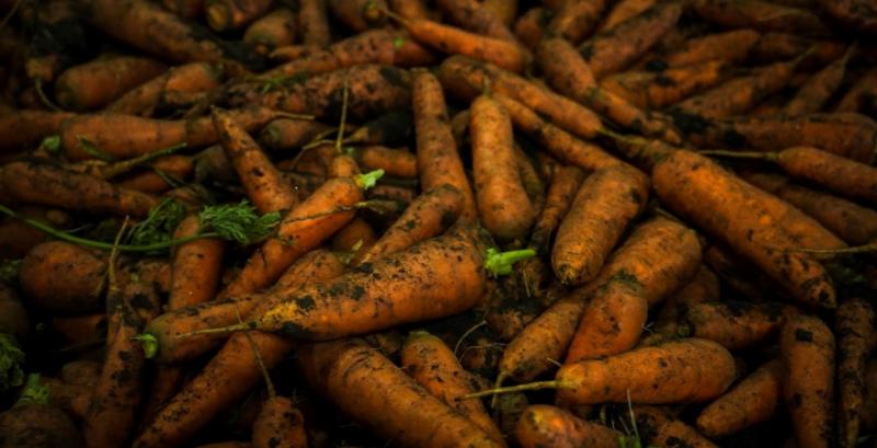 Фермери підвищили ціни на моркву на фоні скорочення запасів