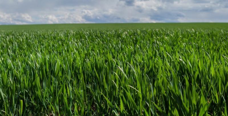 Захист озимих у фазі кущення: фахівець надав поради щодо фунгіцидних обробок